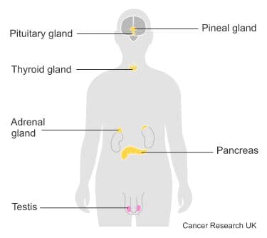 Diagram showing the hormone system (male).
