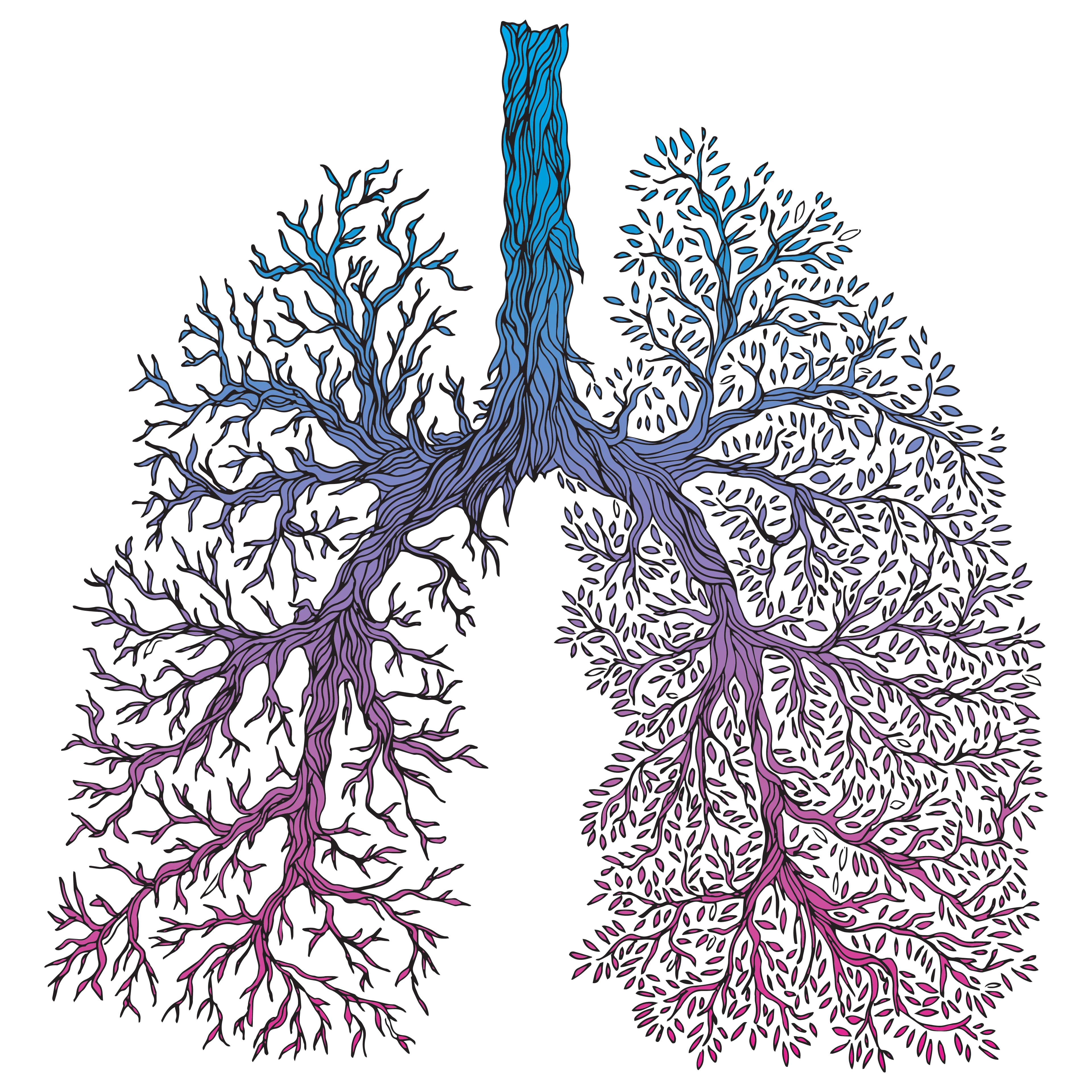 An illustration of a pair of lungs.