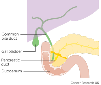 Diagram showing the bile ducts in the pancreas